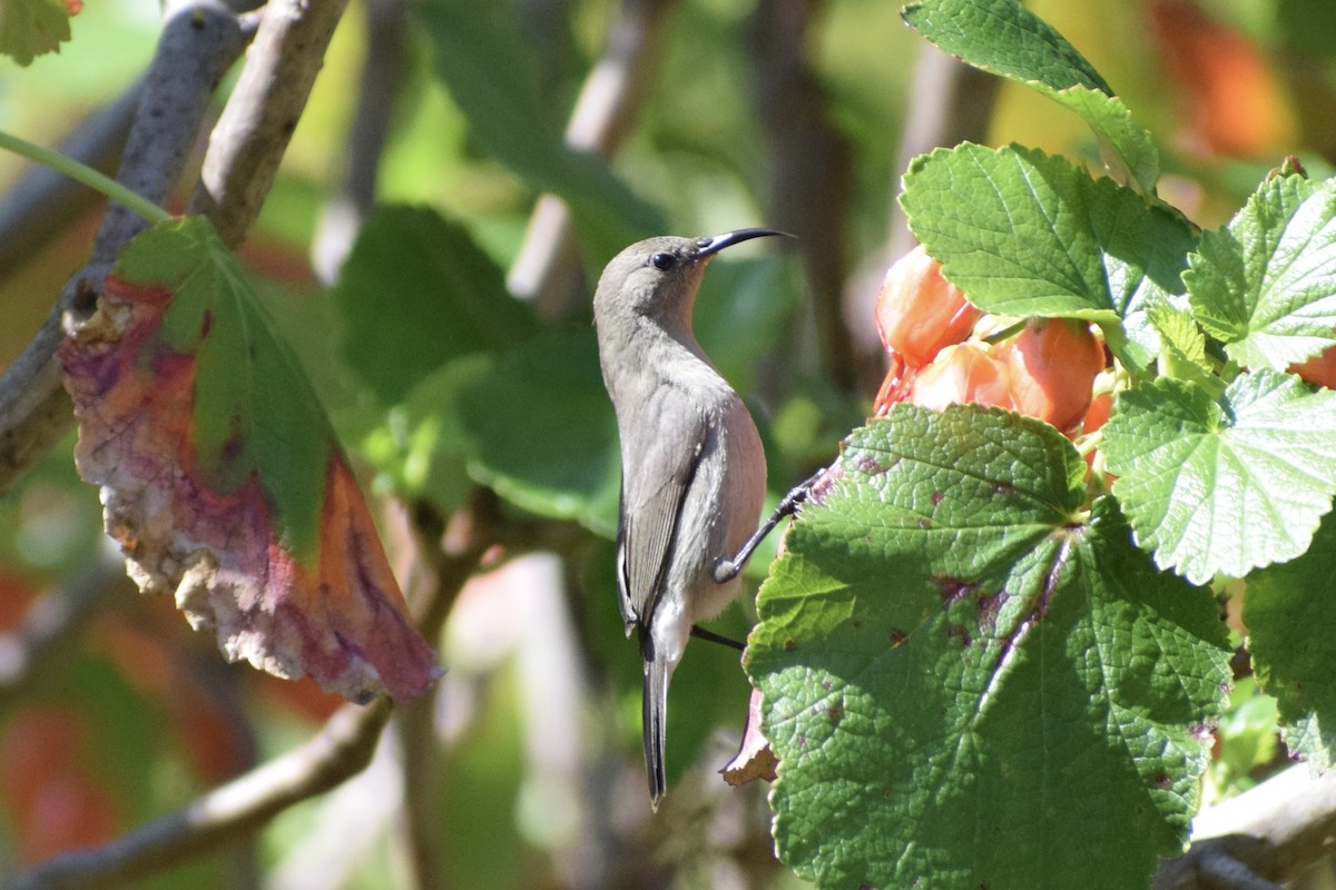 Southern Double-collared Sunbird - ML643947607