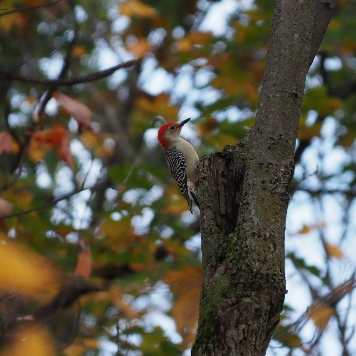 Red-bellied Woodpecker - ML643947608