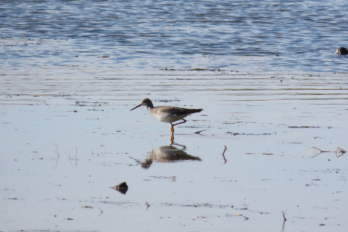 Greater Yellowlegs - ML643947610