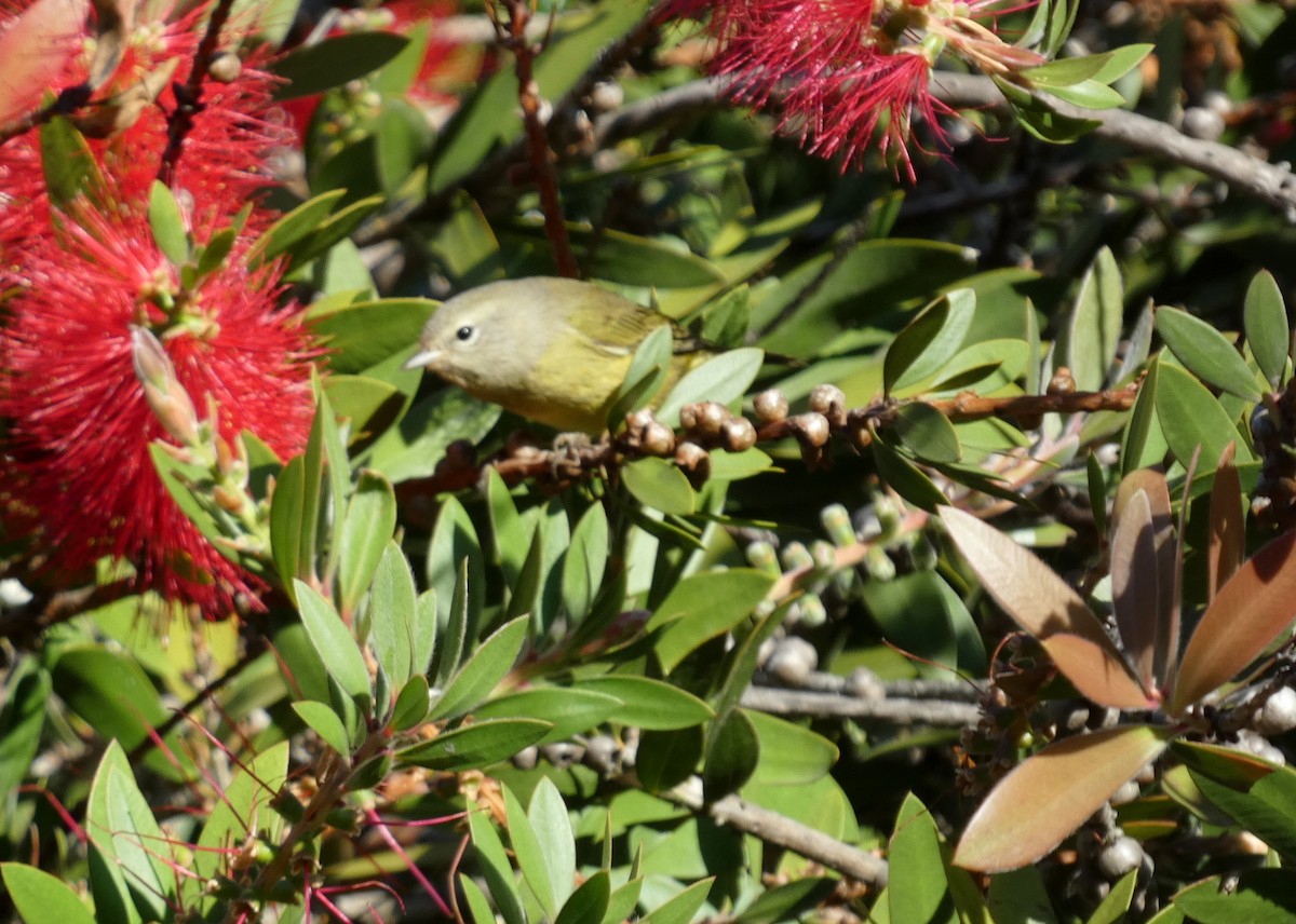 Orange-crowned Warbler (Gray-headed) - ML643947631