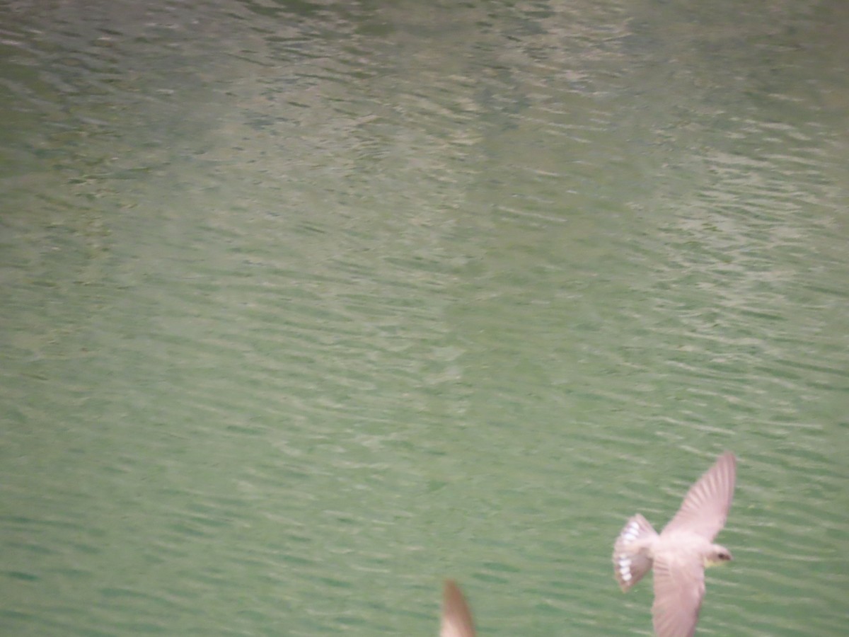 Hirondelle du désert - ML643947632