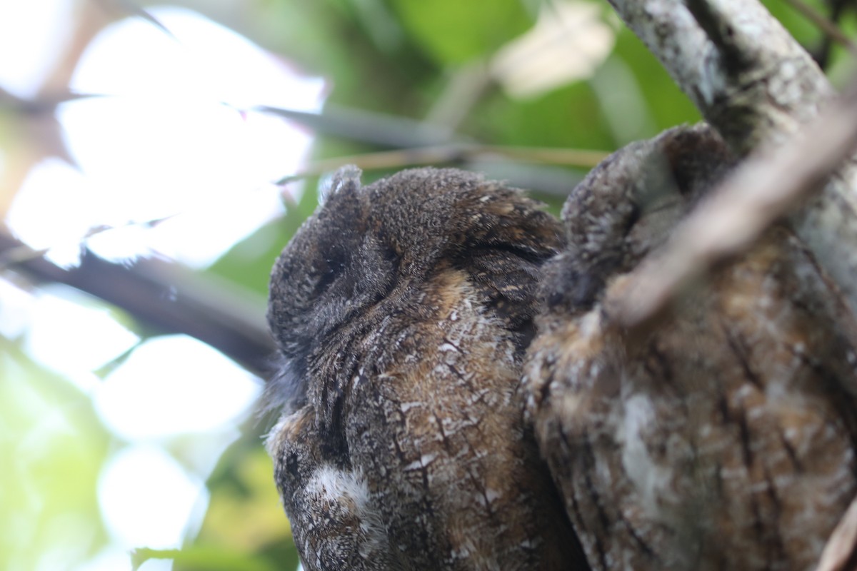 Madagascar Scops-Owl (Rainforest) - ML643947648