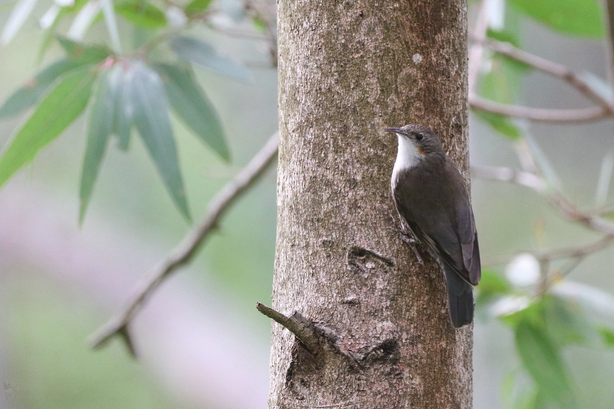 White-throated Treecreeper - ML643947649