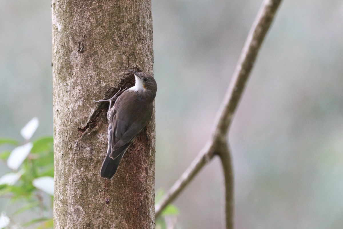 White-throated Treecreeper - ML643947650