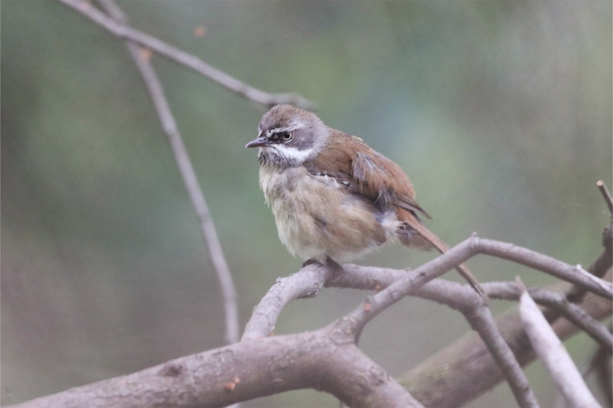 White-browed Scrubwren - ML643947656