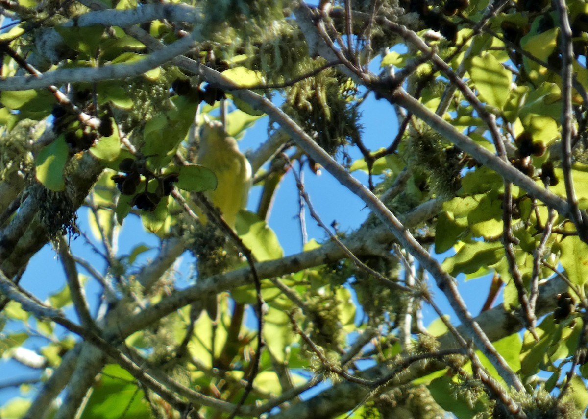 Orange-crowned Warbler (Gray-headed) - ML643947668
