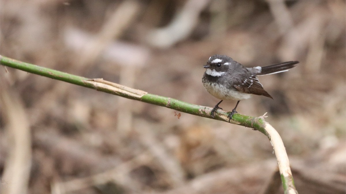 Gray Fantail - ML643947670