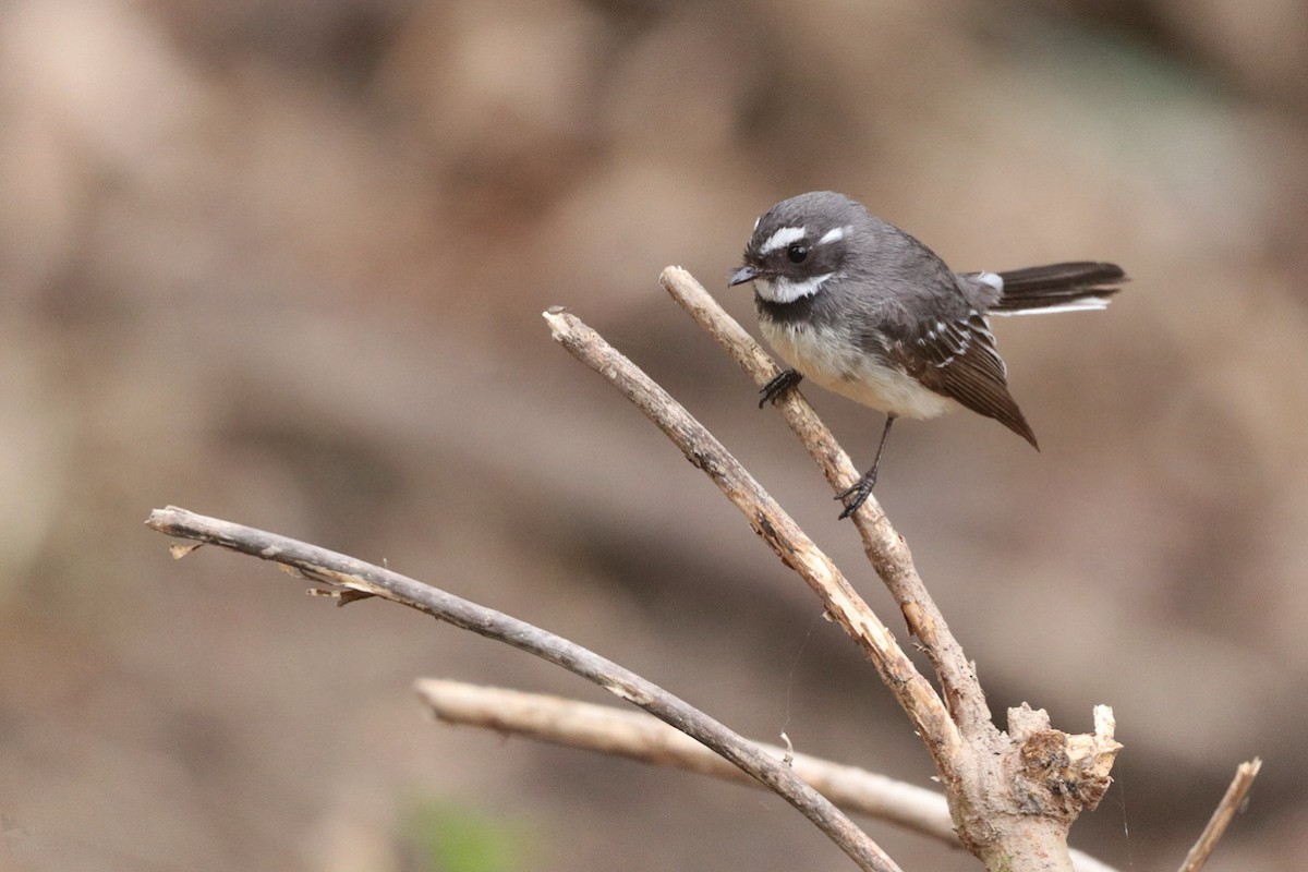 Gray Fantail - ML643947671