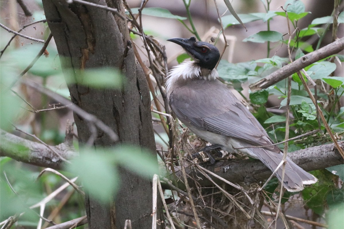 Noisy Friarbird - ML643947678