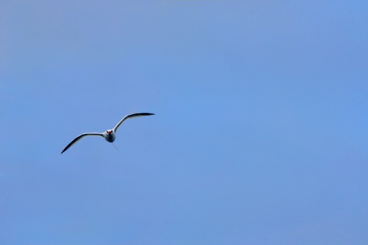 Kırmızı Gagalı Tropikkuşu - ML643947707