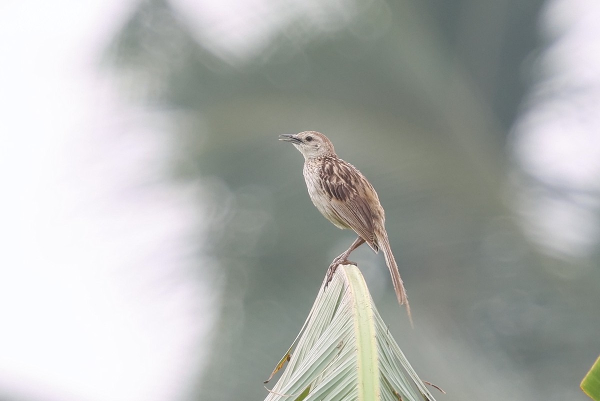 Striated Grassbird - ML643947711