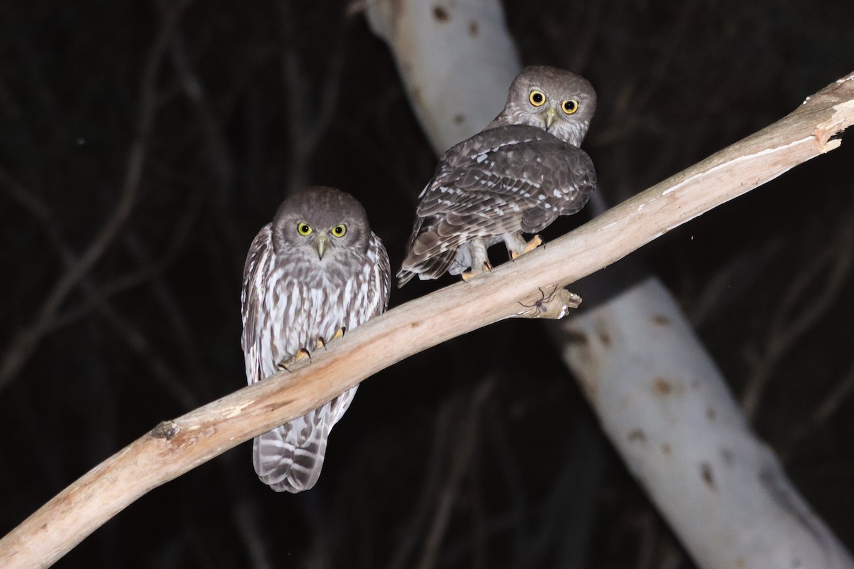 Barking Owl - ML643947713