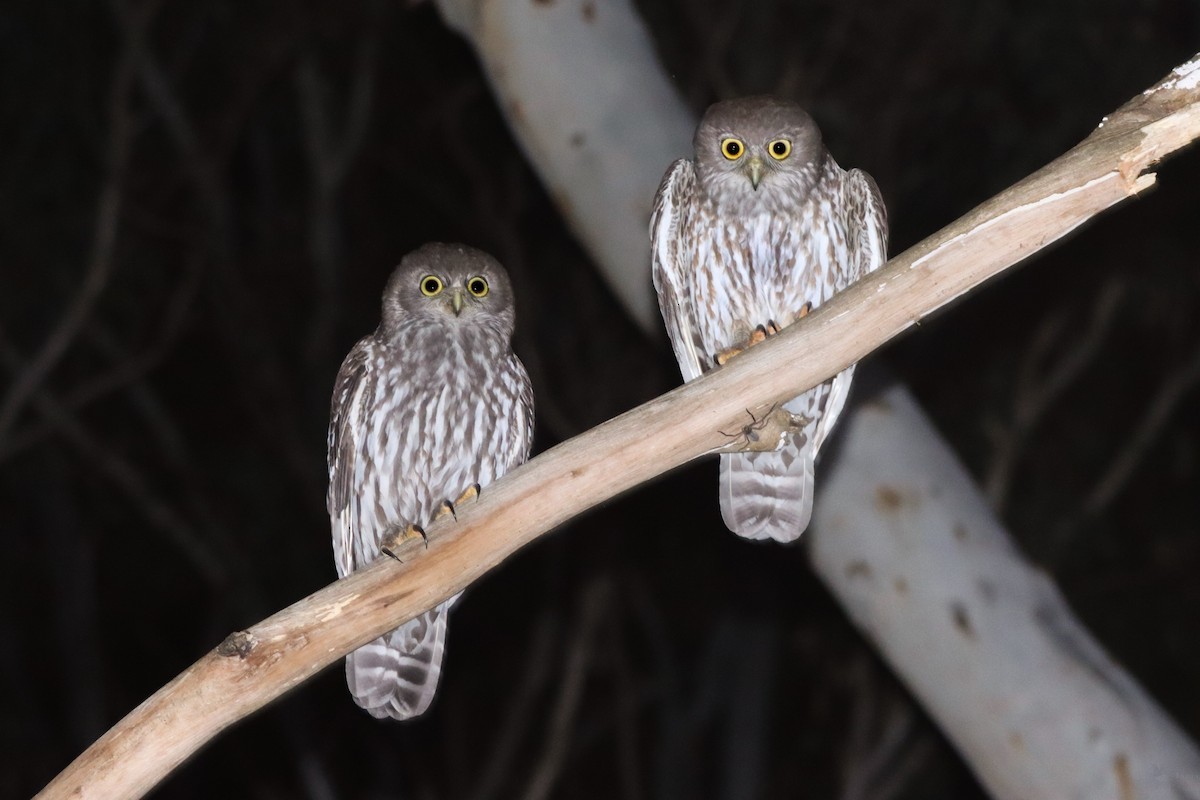 Barking Owl - ML643947714