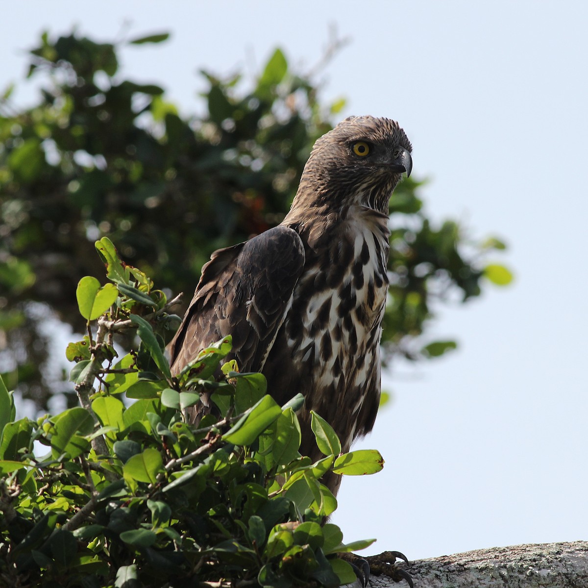 Changeable Hawk-Eagle (Crested) - ML643947734