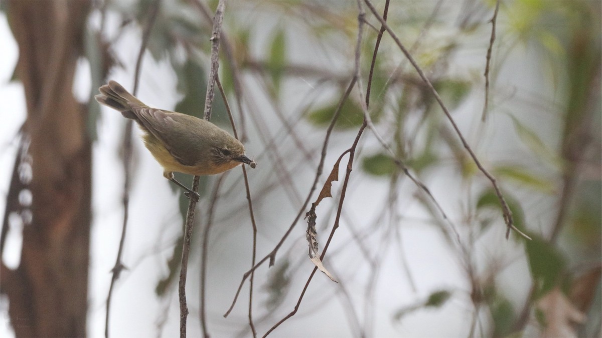 Yellow Thornbill - ML643947758