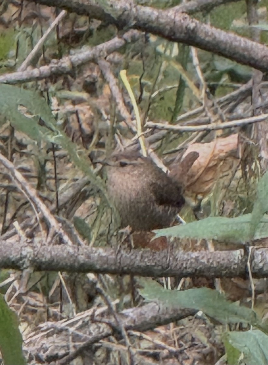 Winter Wren - ML643947760