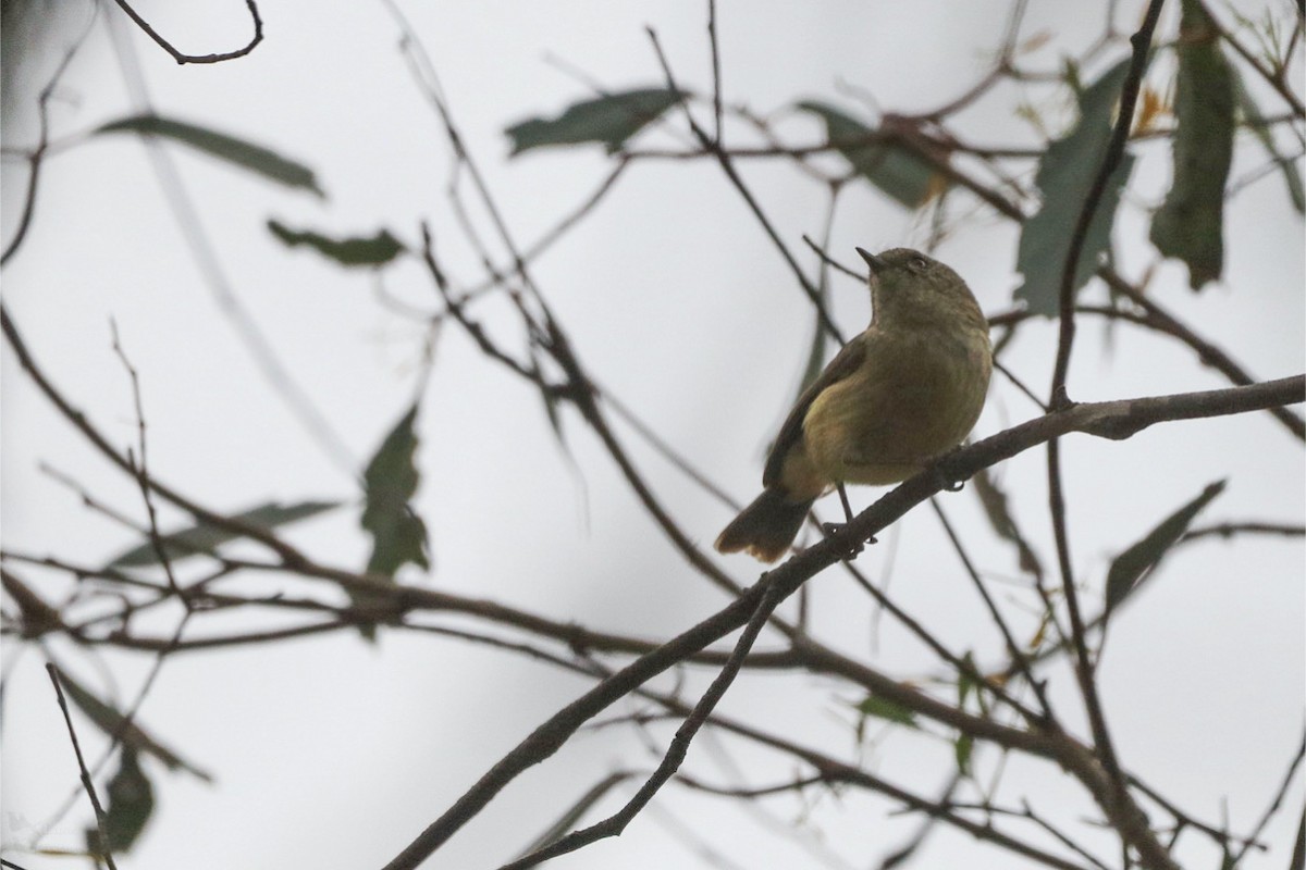 Acanthize à croupion beige - ML643947767