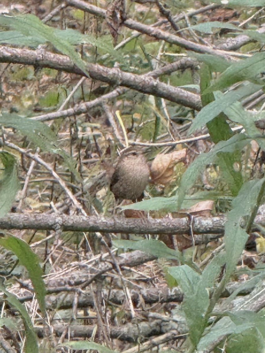Winter Wren - ML643947769