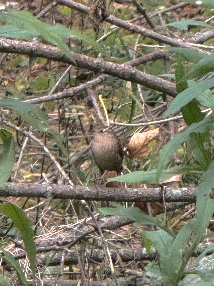 Winter Wren - ML643947770
