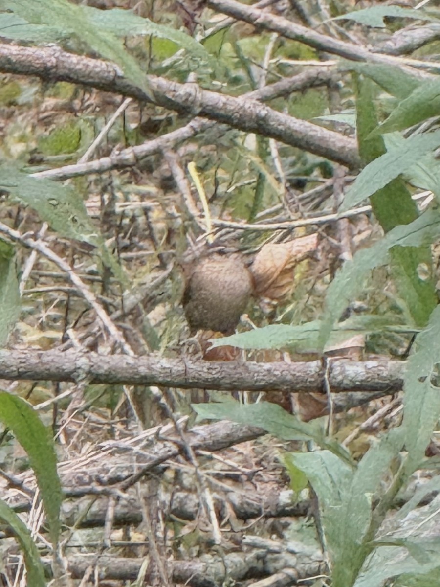Winter Wren - ML643947771