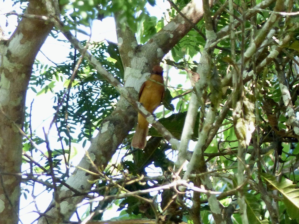 Cinnamon Attila - ML643947779