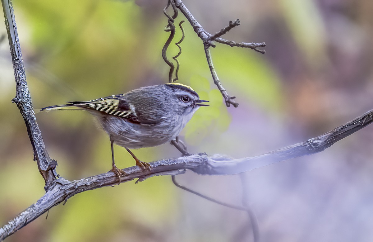 Golden-crowned Kinglet - ML643947790