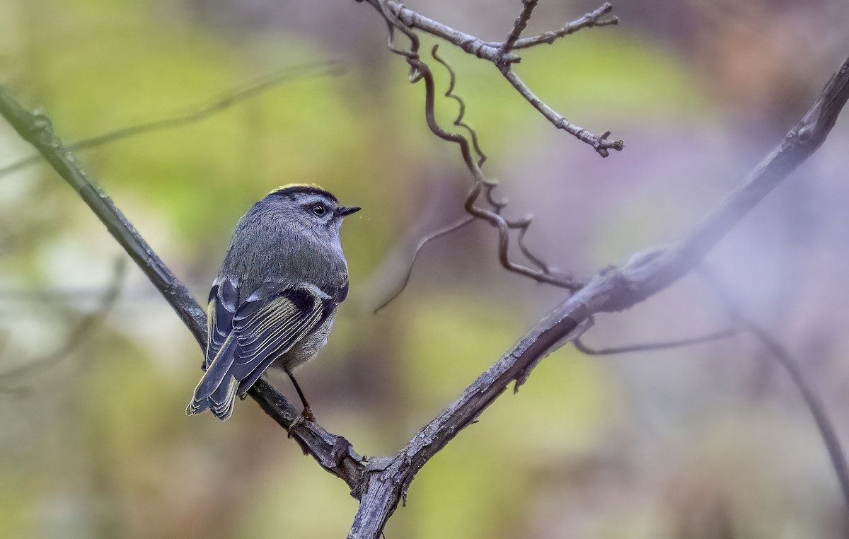 Golden-crowned Kinglet - ML643947791