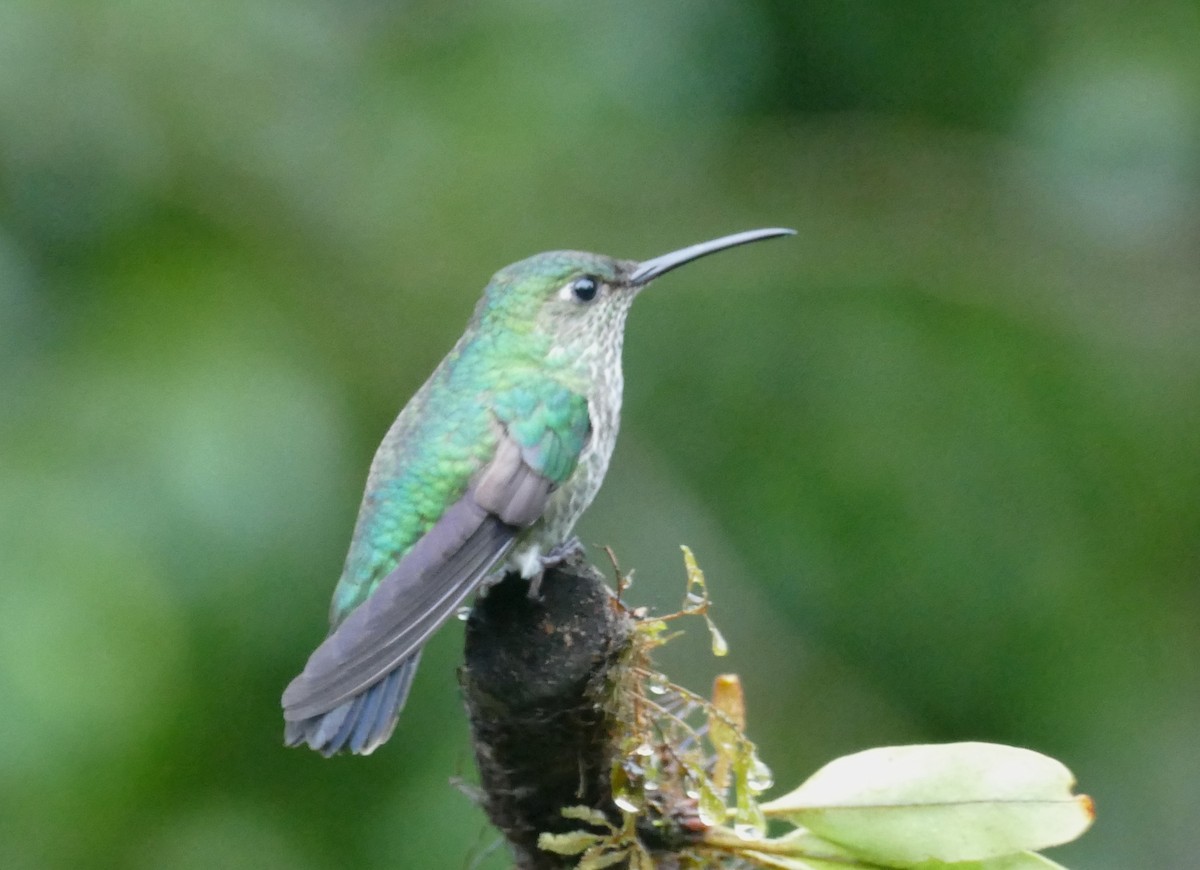Colibri grivelé - ML643947793