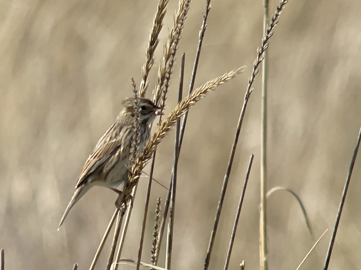 Savannah Sparrow (Ipswich) - ML643947797