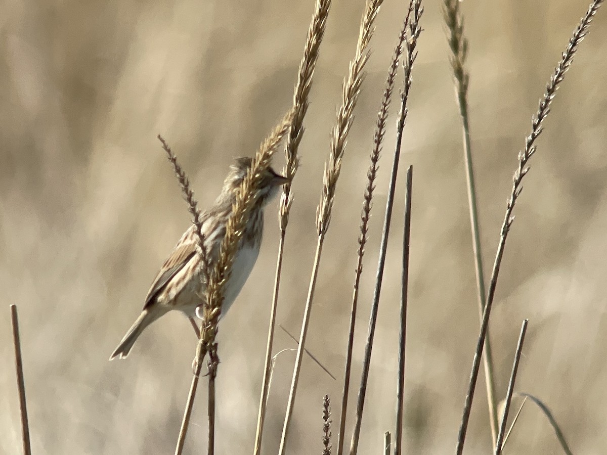 Savannah Sparrow (Ipswich) - ML643947798
