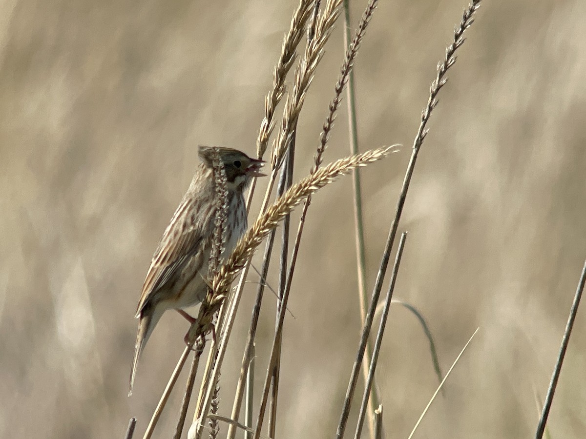 Savannah Sparrow (Ipswich) - ML643947799