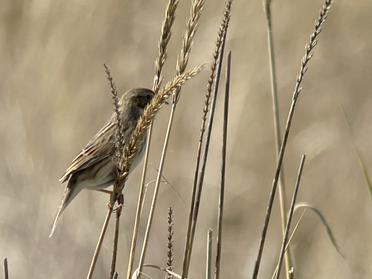 Savannah Sparrow (Ipswich) - ML643947800