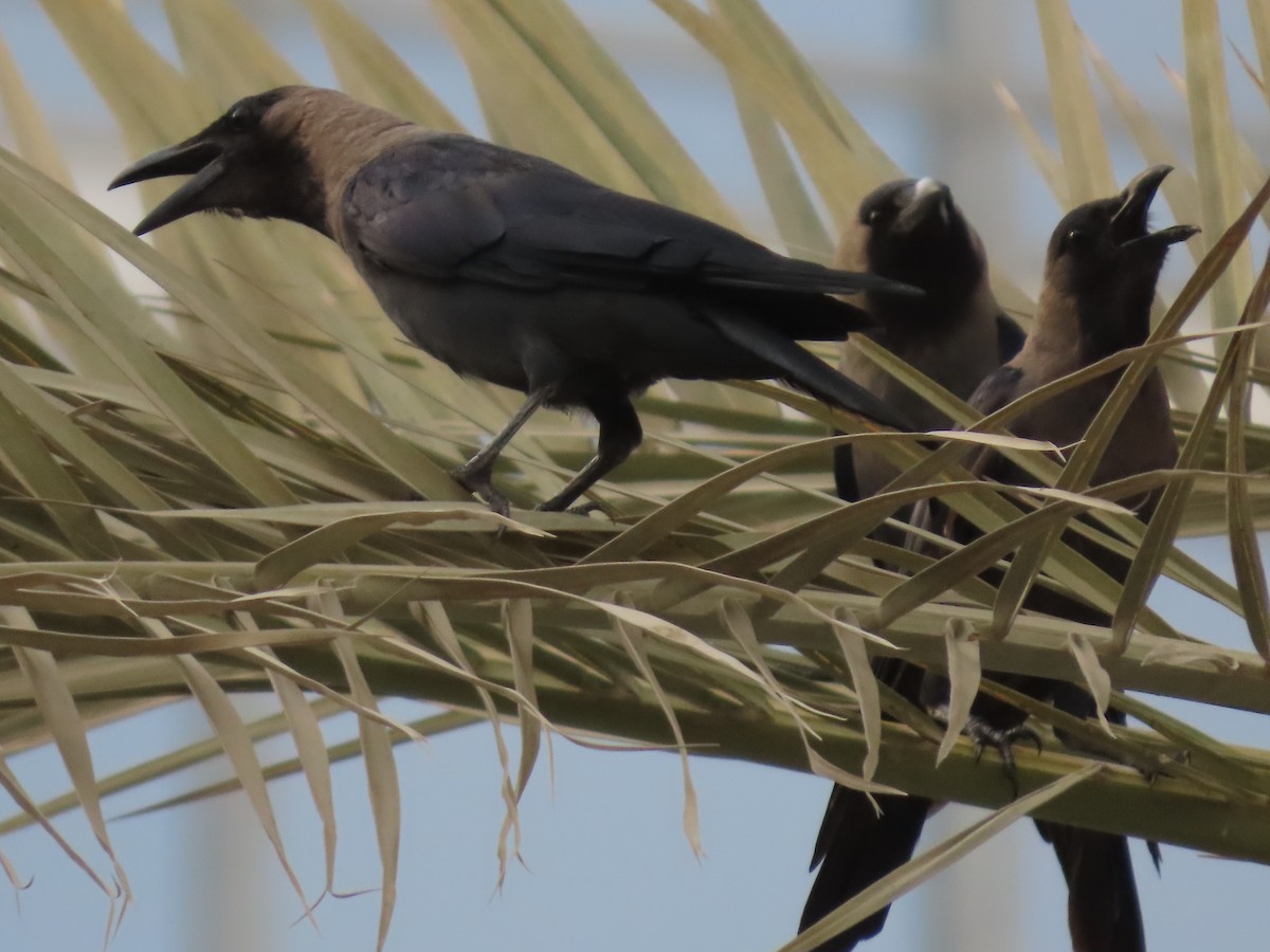 House Crow - ML643947819