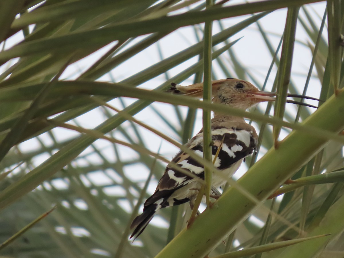 Eurasian Hoopoe (Eurasian) - ML643947832