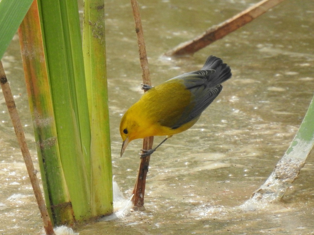 Prothonotary Warbler - ML643947852