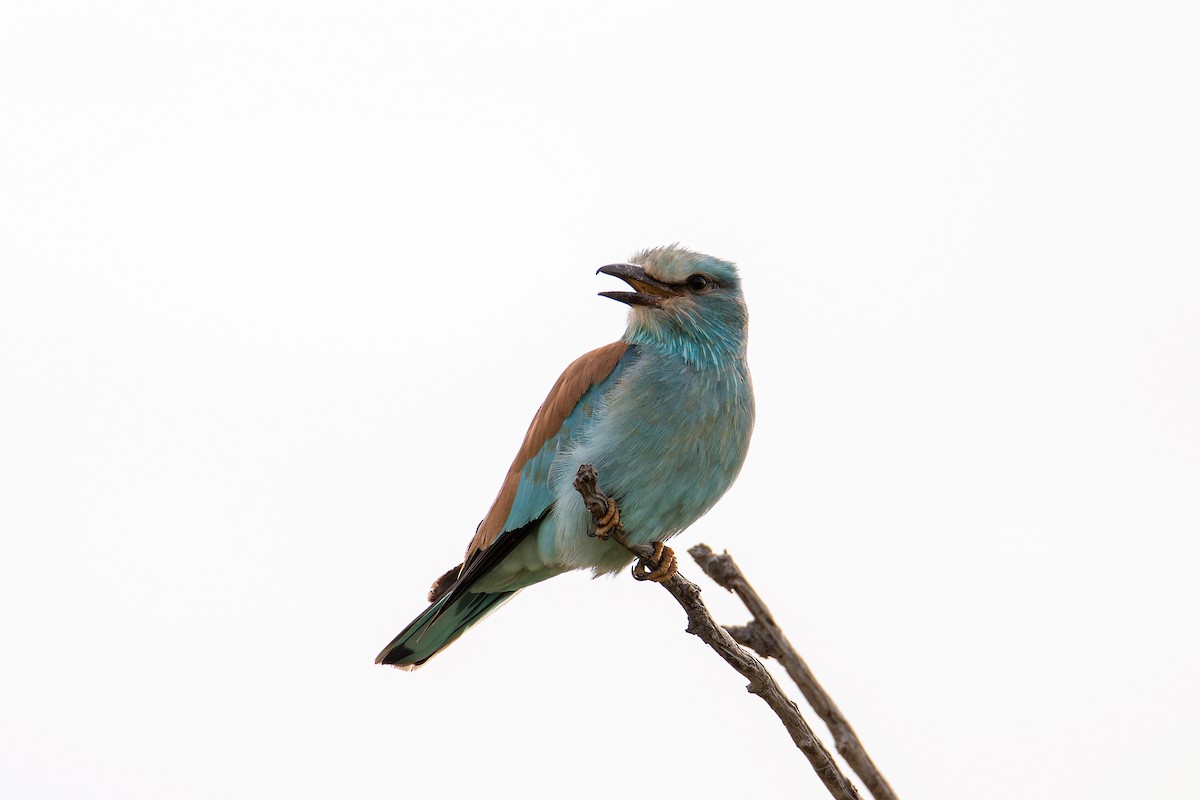 European Roller - ML643947864