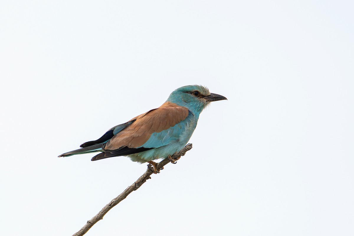 European Roller - ML643947865
