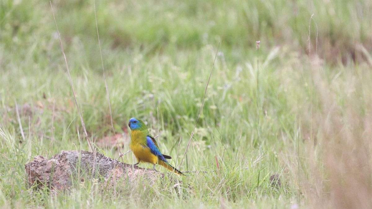キキョウインコ - ML643947893