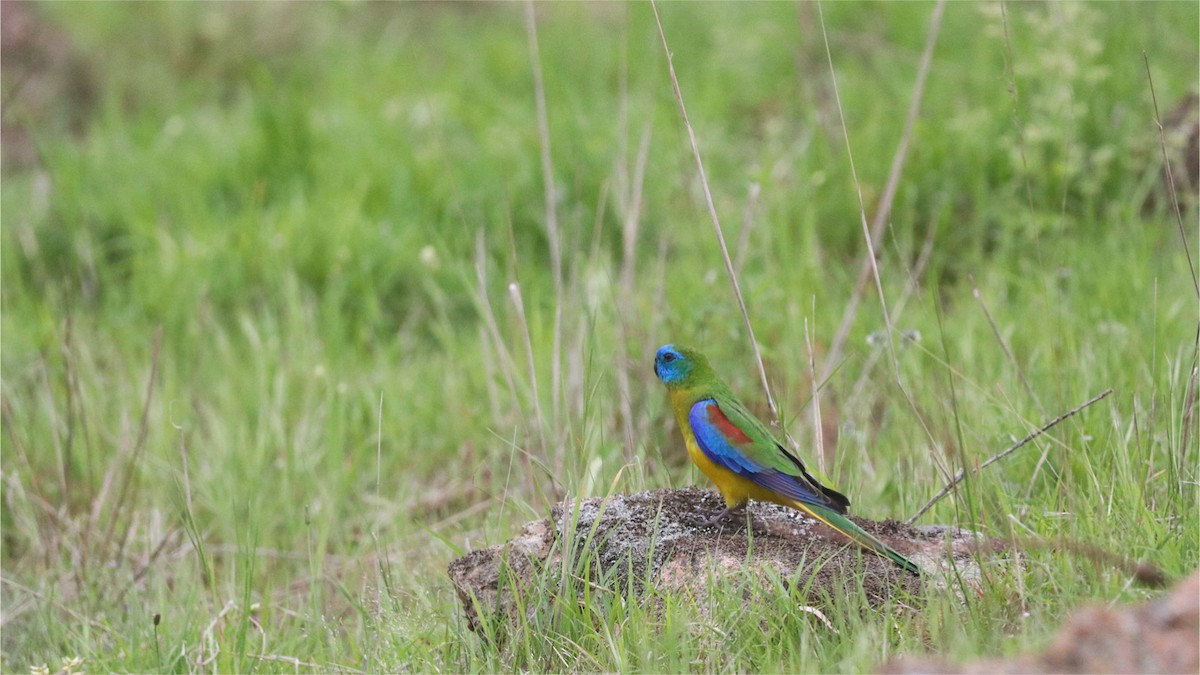 キキョウインコ - ML643947895