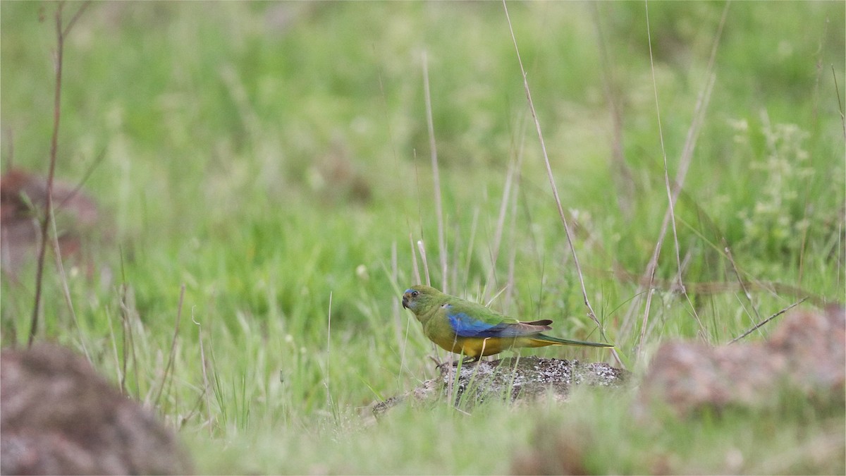 キキョウインコ - ML643947896
