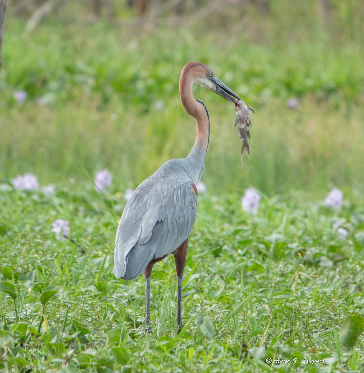 Goliath Heron - ML643947908