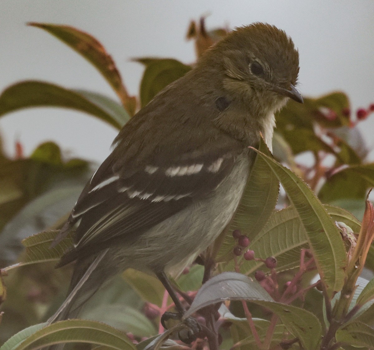 Small-headed Elaenia - ML643947909