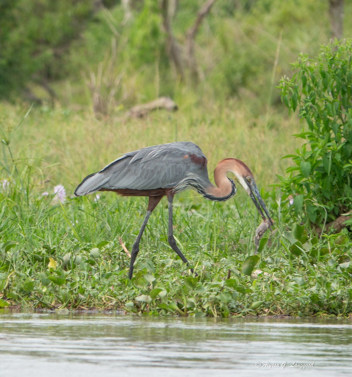 Goliath Heron - ML643947911