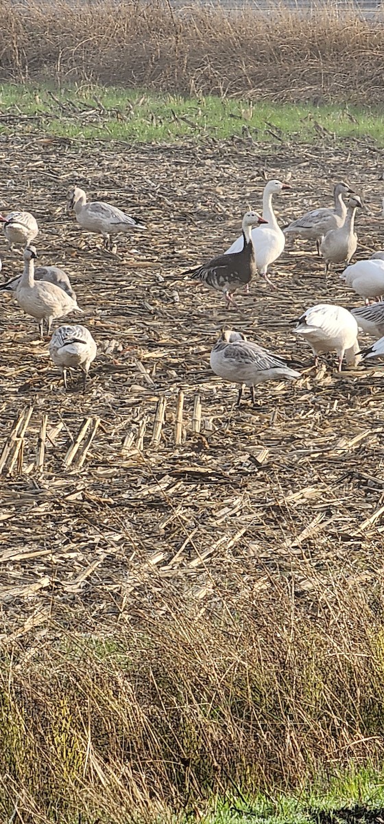 Snow Goose - ML643947912