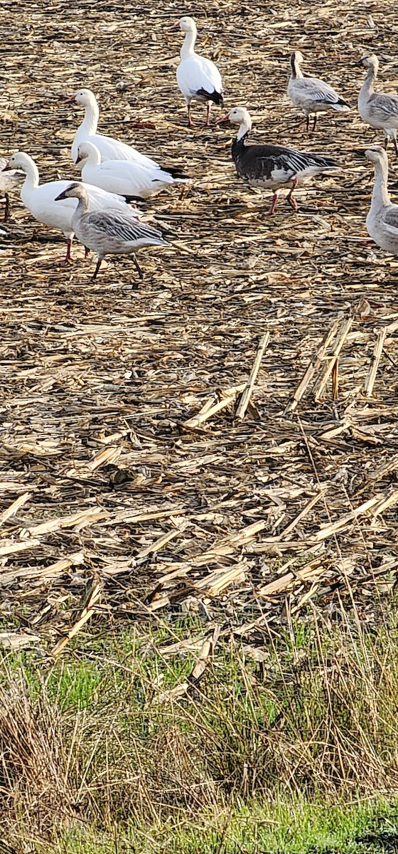Snow Goose - ML643947913