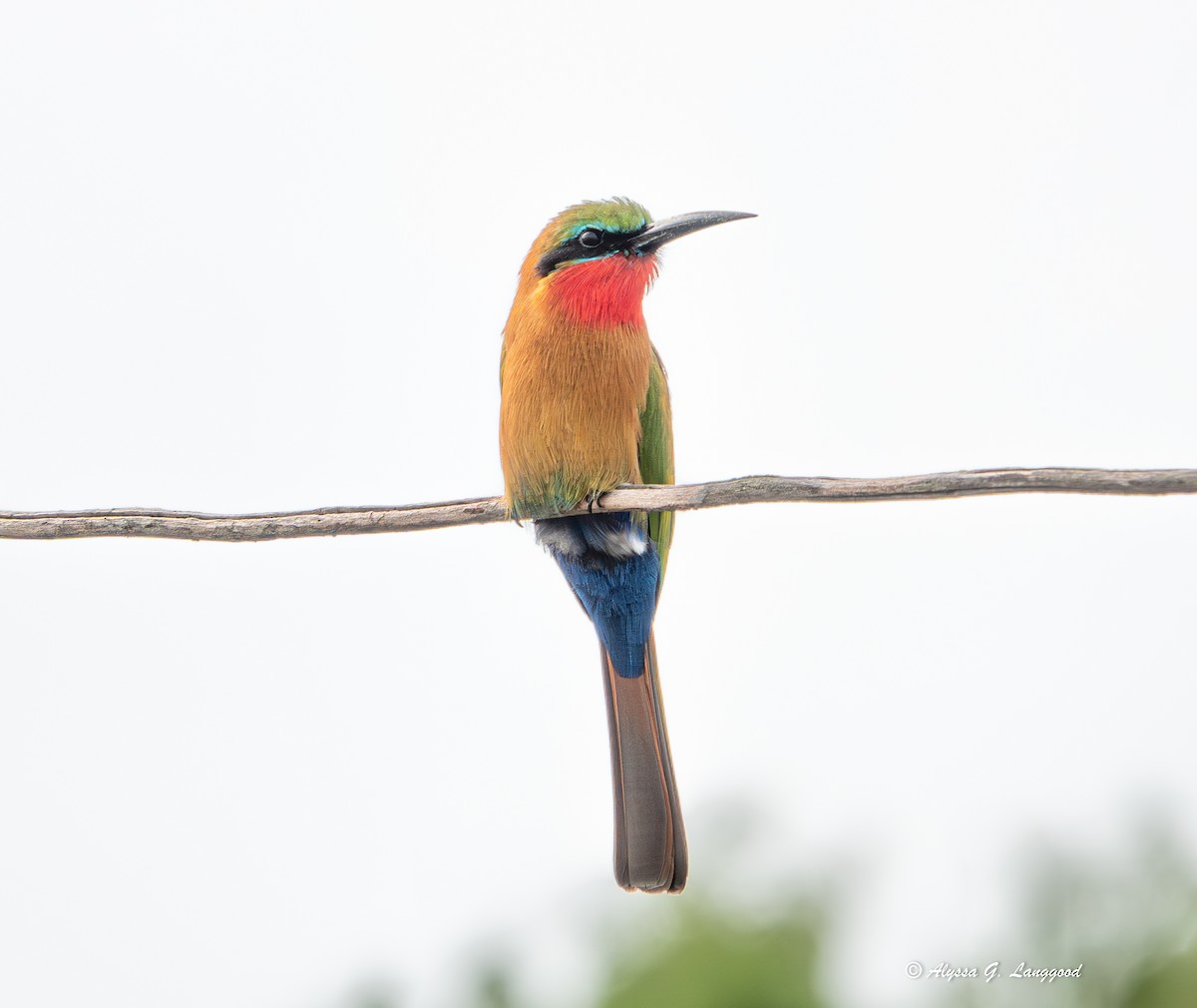 vlha zelenočelá - ML643947919