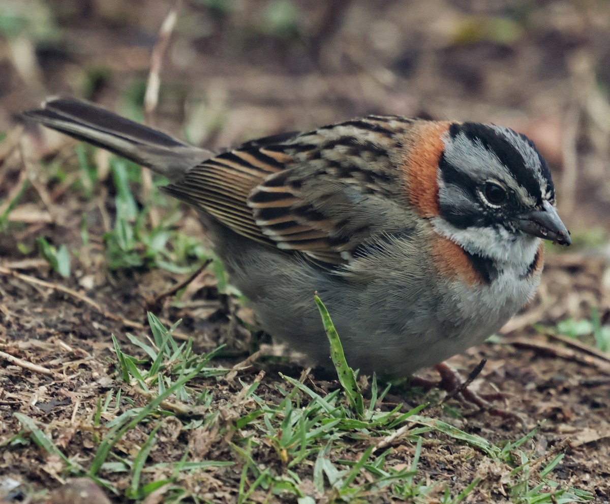 Rufous-collared Sparrow (Rufous-collared) - ML643947920