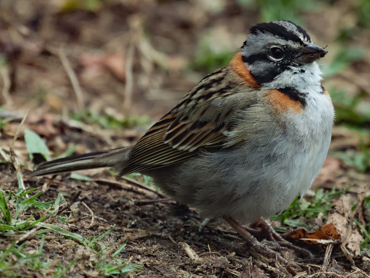Rufous-collared Sparrow (Rufous-collared) - ML643947922