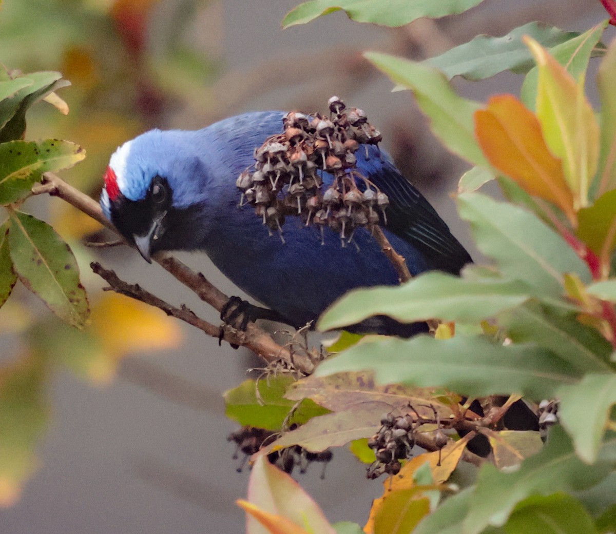 Diademed Tanager - ML643947925
