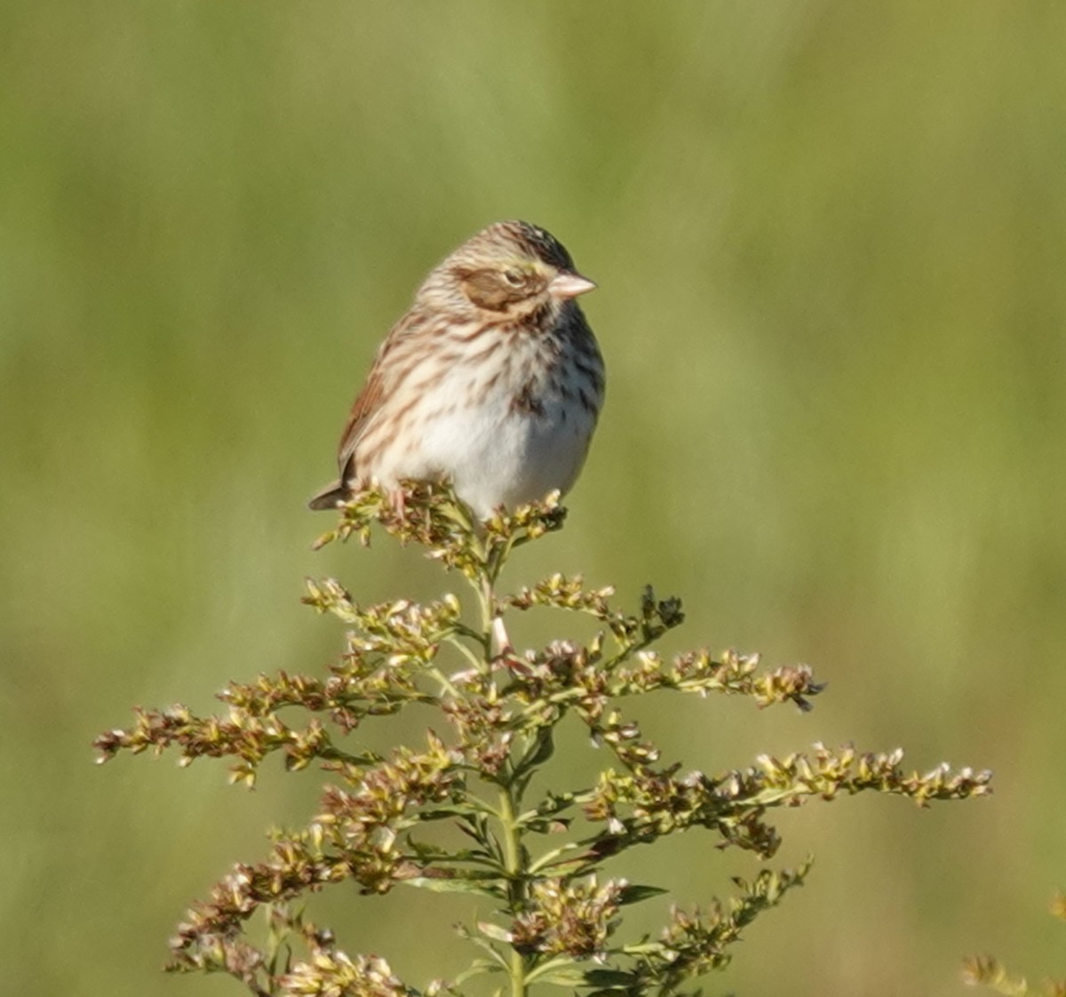 Savannah Sparrow - ML643947926